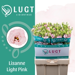 Eustoma Double Lisanne Light Pink 70cm