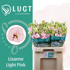 Eustoma Double Lisanne Light Pink 70cm