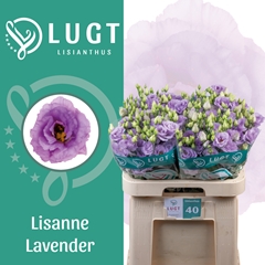 Eustoma Double Lisanne Deep Lavender 70cm