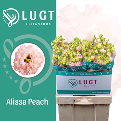 Eustoma Double Alissa Peach 70cm