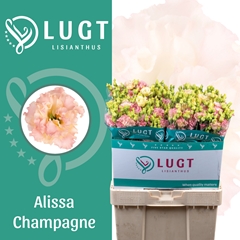 Eustoma Double Alissa Champagne 70cm