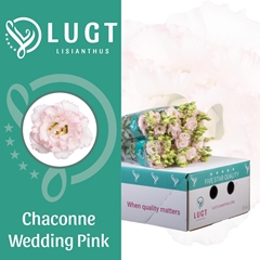 Eustoma Double Chaconne Wedding Pink 70cm