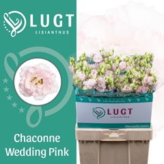 Eustoma Double Chaconne Wedding Pink 70cm