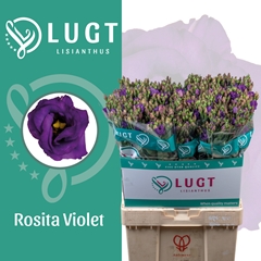 Eustoma Double Rosita Violet 70cm