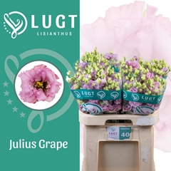 Eustoma Double Julius Grape 70cm