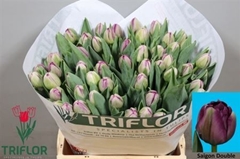 Tulip Double Saigon Double 45cm 45gr.