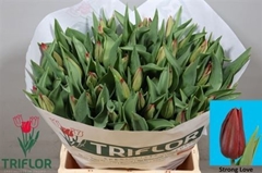 Tulip Single Strong Love 40cm 40gr.
