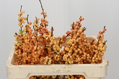 Ilex Verticillata Ilexia Julia 50cm
