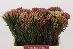 Brunia Laevis Red 40cm