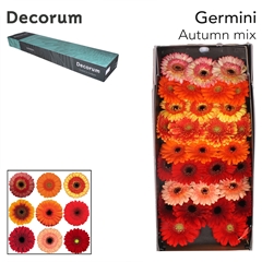Gerbera Mini Mix 45cm 7cm Hd