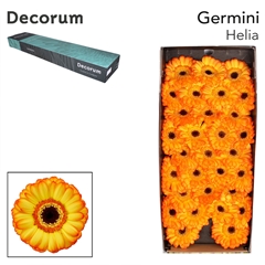 Gerbera Mini Helia 45cm 7cm Hd