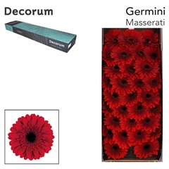 Gerbera Mini Black Center Masserati 45cm 7cm Hd