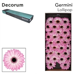Gerbera Mini Black Center Lollipop 45cm 7cm Hd