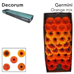 Gerbera Mini Orange Mix 45cm 7cm Hd
