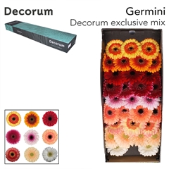 Gerbera Mini Elite Mix 45cm 7cm Hd