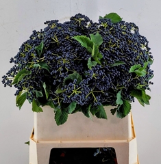 Viburnum Dark Blue Hermania 80cm 5-hd