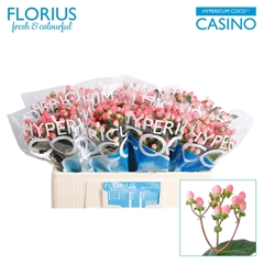 Hypericum Coco Casino 50cm