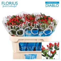 Hypericum Coco Diablo 70cm