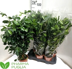 Ficus Benjamina Danielle 17Ø 70cm