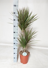 Dracaena Bicolor 21Ø 100cm