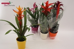 Bromelia Mix 13Ø 50cm