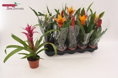 Bromelia Mix 12Ø 45cm