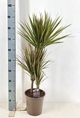 Dracaena Bicolor 21Ø 95cm