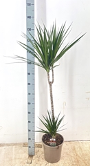 Dracaena 24Ø 125cm