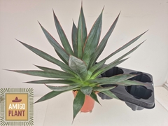 Agave Shaka Zulu 12Ø 38cm