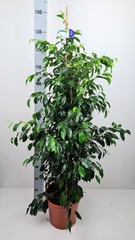Ficus Benjamina Danielle 27Ø 140cm