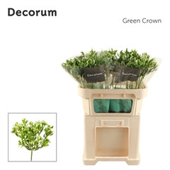 Alstroemeria Green Crown 70cm 70gr.