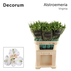 Alstroemeria Virginia 75cm 60gr.