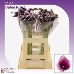 Zantedeschia Dubai Nights 60cm