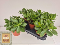 Crassula Ovata 12Ø 23cm
