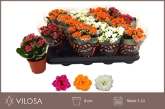 Kalanchoe Double Mix 8Ø 15cm
