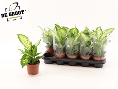 Dieffenbachia Compacta 12Ø 30cm