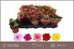 Kalanchoe Double Mix 8Ø 15cm