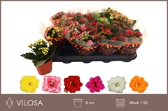 Kalanchoe Double Mix 8Ø 15cm