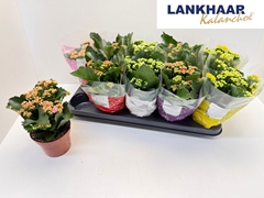 Kalanchoe Double Perfecta Mix 12Ø 24cm