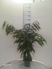 Ficus Amstel King 17Ø 65cm