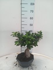 Ficus Microcarpa Ginseng 22Ø 40cm