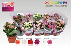 Kalanchoe Double Mix 12Ø 21cm