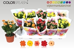 Kalanchoe Double Mix 10Ø 22cm