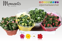 Kalanchoe Double Mix 23Ø 25cm