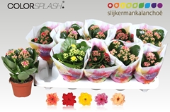 Kalanchoe Double Mix 10Ø 20cm