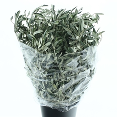 Olea Europaea Per Bunch 70cm 300gr.