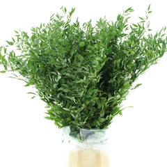 Ruscus Aculeatus Per Bunch 90cm 150gr. 4st