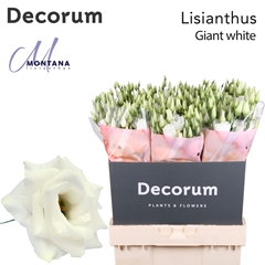 Eustoma Double Arena Giant White 70cm