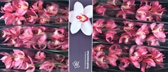 Cymbidium Gerry 80cm