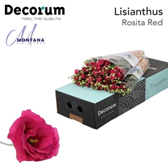 Eustoma Double Rosita Red 70cm